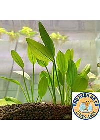 Cây thủy sinh Lan nước,bách thủy tiên,Không Co2, dễ trồng,phụ kiện trang trí hồ cá cảnh,thủy sinh, hòn non bộ,phần 1 cây