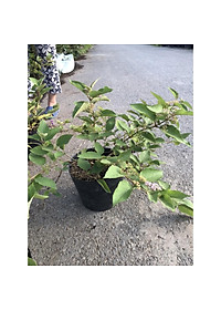 Cây Ngọc Long Châu - cây cảnh vườn + tặng phân bón cho cây