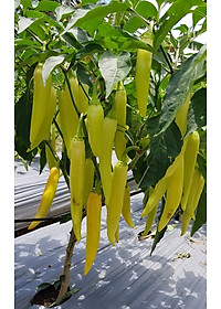 Hạt giống Ớt sừng vàng da bóng trái sai và to đều VTP88