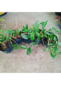 Lan Cẩm Cù - cây cảnh trong nhà + tặng phân bón cho cây mau lớn