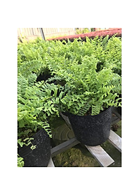 Cây Dương Xỉ Thái - Cây cảnh để trong nhà + Tặng phân bón cho cây