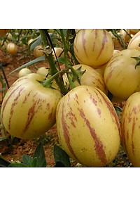 Hạt giống Dưa hấu Nam Phi Pepino F1 VTS151