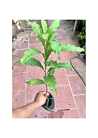 Cây vú sữa hoàng kim ( vú sữa vàng ) - cây cảnh vườn + tặng phân bón cho cây