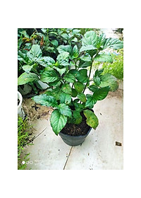 Cây trà tiên - Cây cảnh vườn + tặng phân bón cho cây