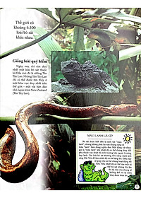 Sách Bách Khoa Tri Thức Về Khám Phá Thế Giới Cho Trẻ Em - Reptiles - Bò Sát