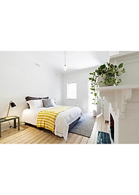 Cây trầu bà cẩm thạch - trầu bà ngọc thủy - cây cảnh để bàn + tặng phân bón cho cây