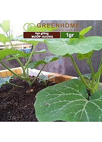 Hạt Giống Mướp Hương Greenhome, Gói 1gr~10 Hạt, Dễ Trồng Quanh Năm, Nảy Mầm Cao, Thu Hoạch Nhanh, Năng Suất Cao T16