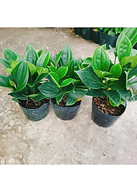 Hòn Ngọc Viễn Đông - cây cảnh để bàn + tặng phân bón cho cây