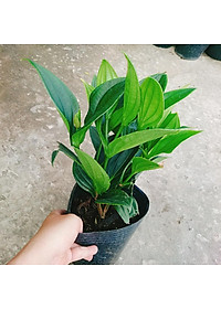 Hòn Ngọc Viễn Đông - cây cảnh để bàn + tặng phân bón cho cây