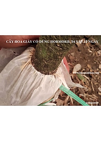 Bột Kích Ra Rễ Israel cho cây Thân Gỗ Hormoril T6 (T with Fungicide)