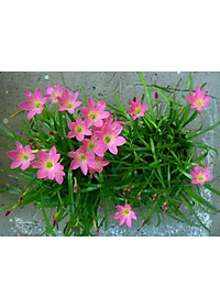 product-img-1