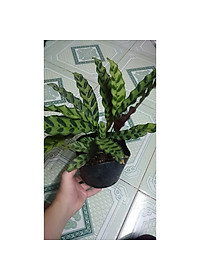 Cây Đuôi Phụng - cây cảnh để bàn