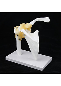 1:1 Life Size Functional Human Shoulder Joint Ligament Model, shows abduction forward, backward tilt, internal and external rotation