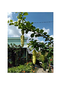 Cây Huyền Trân Công Chúa - cây cảnh đẹp + tặng phân bón cho cây mau lớn