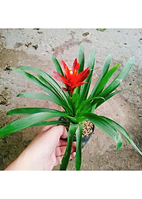 Cây phong lộc - cây cảnh để bàn + tặng phân bón cho cây