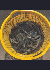 Kháng sinh đặc trị nhiễm khuẩn cho tôm cá OXYTETRA (1kg)