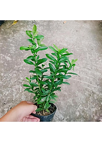 Mẫu đơn ngũ sắc - cây cảnh để bàn + tặng phân bón cho cây