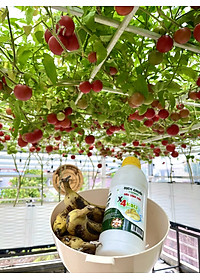 Combo Phân Đậu Nành Soymic V - Dịch Chuối Cho Rau Sạch