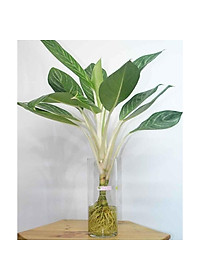 Cây Bạch Mã Hoàng Tử - cây cảnh để trong nhà + Tặng phân bón cho cây mau lớn