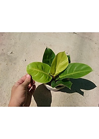 Cây trầu bà đế vương vàng - cây cảnh để bàn + tặng phân bón cho cây