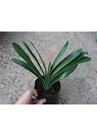 product-img-8