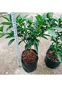 Cây Hạnh Ngọt - cây tắc ngọt thái + tặng phân bón cho cây