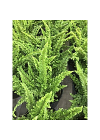 Cây Dương Xỉ Thái - Cây cảnh để trong nhà + Tặng phân bón cho cây