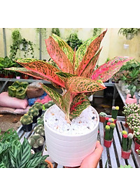 Cây Thịnh Vượng - cây cảnh để bàn + tặng phân bón cho cây