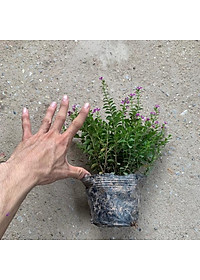  Cây cẩm tú mai nhiều thân nhánh xum xuê phù hợp trồng trang trí  cảnh quan, sân vườn và công viên