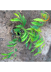 cây giống Trầm Hương (dó bầu) f1 thuần chủng