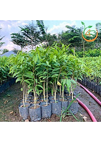 cây giống Trầm Hương (dó bầu) f1 thuần chủng