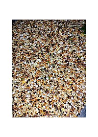 Ngũ cốc chim cu gáy đặc biệt 12 loại hạt Phụ kiện Kabosa