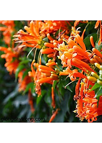 Cây rạng đông ( chùm ớt ) - cây cảnh đẹp + tặng phân bón cho cây