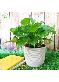 Cây trầu bà xanh - cây cảnh mini - cây cảnh để trong nhà + tặng phân bón cho cây