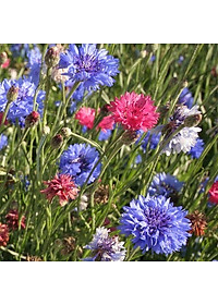 Hạt giống Hoa Trúc Mai nhiều màu VTS187