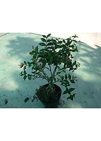 product-img-8