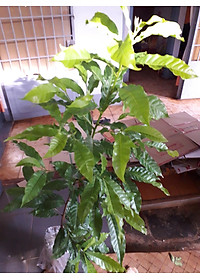 product-img-4