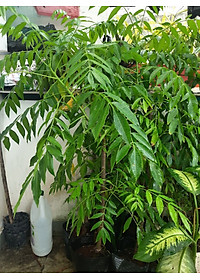 Cây cóc Thái, chiều cao khoảng 1m