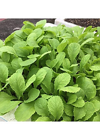 Hạt giống cải ăn non baby No1 gói 20g VTS76