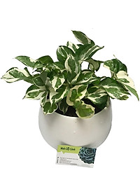 Cây Trầu Bà Sữa - cây cảnh để trong nhà + Tặng phân bón cho cây mau lớn