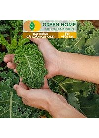 Hạt Giống Cải Xoăn Kale Greenhome, Gói 5g, Dễ Trồng Quanh Năm, Nảy Mầm Cao, Thu Hoạch Nhanh, Năng Suất Cao R16