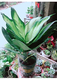 product-img-6