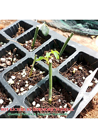 Bột Kích Ra Rễ Israel cho cây Thân Gỗ Hormoril T6 (T with Fungicide)