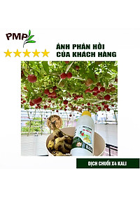 Combo 2 Chai Dịch Chuối Humic PMP Vi Sinh Chuyên Dùng Cho Hoa Hồng, Rau Sạch 1L/Chai