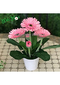 Cây Hoa Đồng Tiền - Cây Cúc Đồng Tiền - cây cảnh vườn + Tặng phân bón cho cây