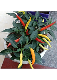 product-img-5