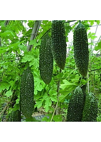 Hạt giống khổ qua F1 gai xanh đậm quả to VTS150