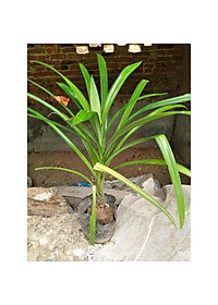 product-img-6