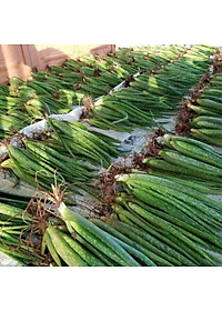 cây  nha đam cây giống