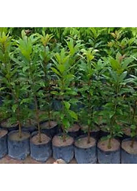 Cây lộc vừng hoa đỏ, cây cao 40-50cm